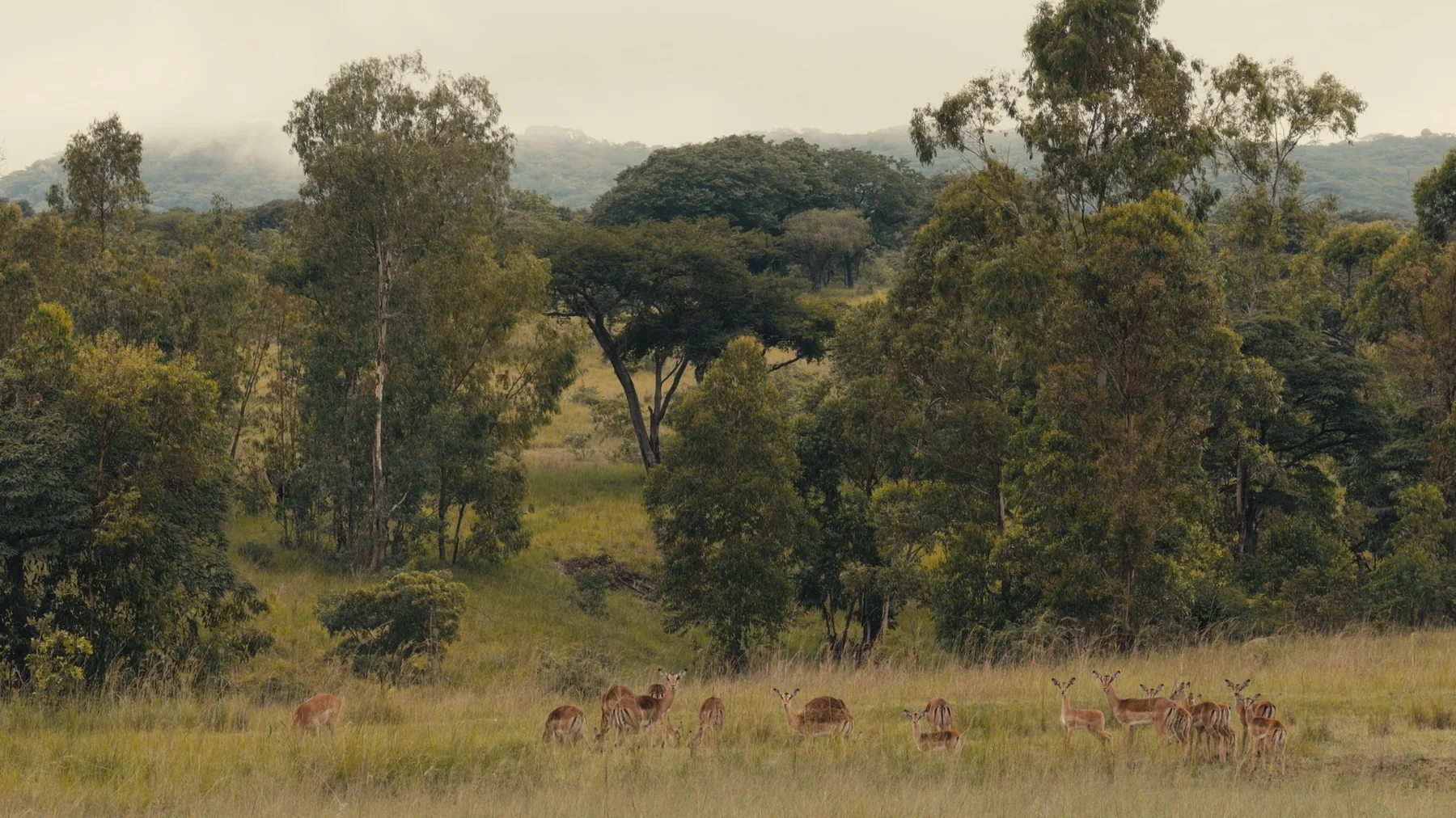 Woodland & grassland