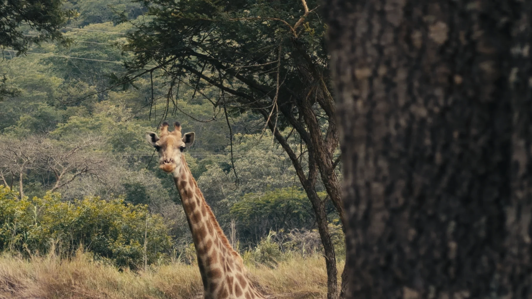 Giraffe through trees