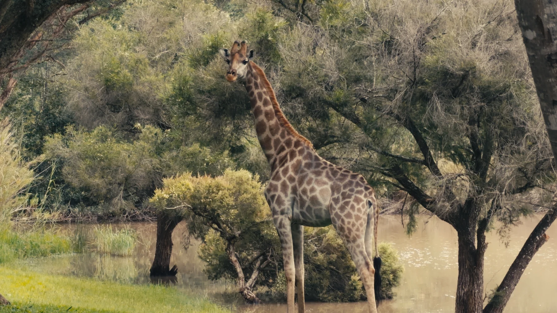 Giraffe beside the water