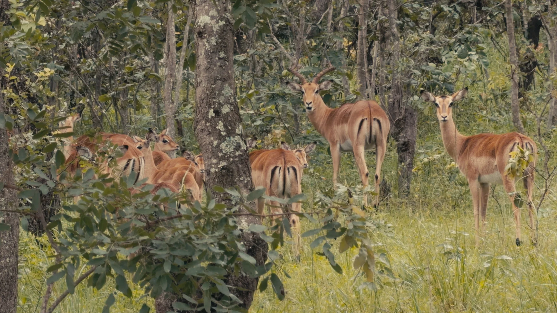 Impala in woodland