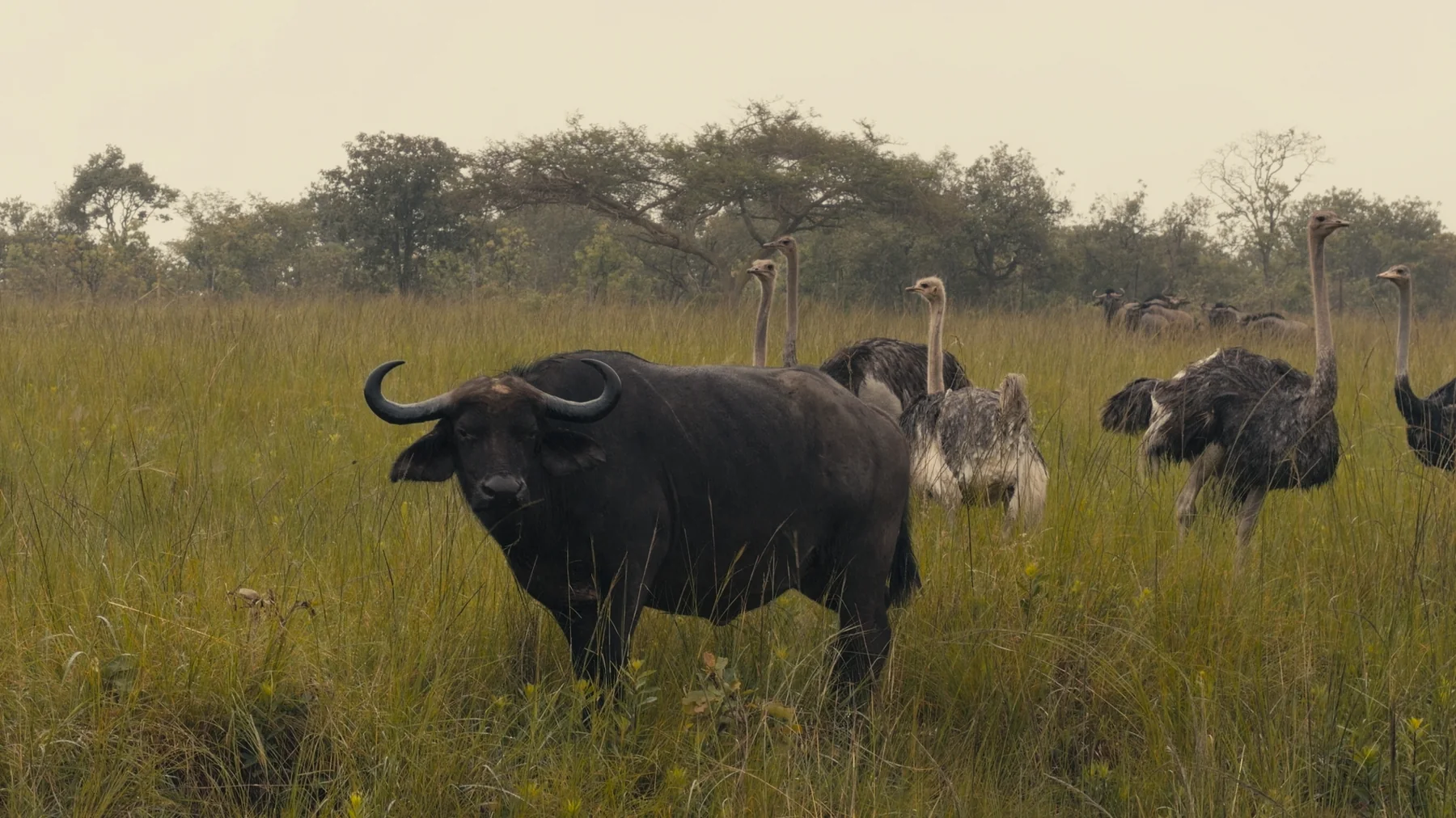 Wildebeest in long grass