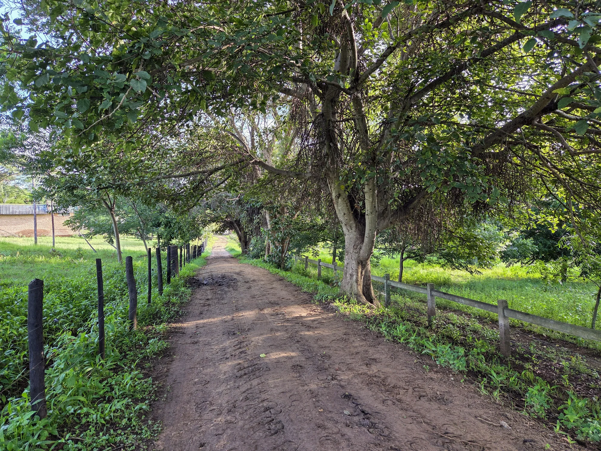 Tree-lined estate road
