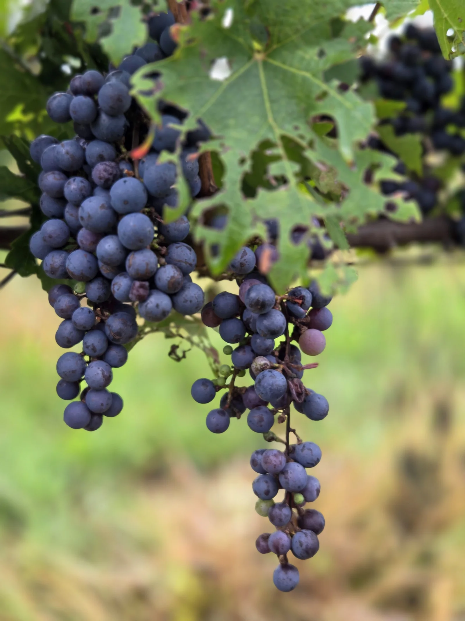 Grapes in the Bushman Rock vineyard