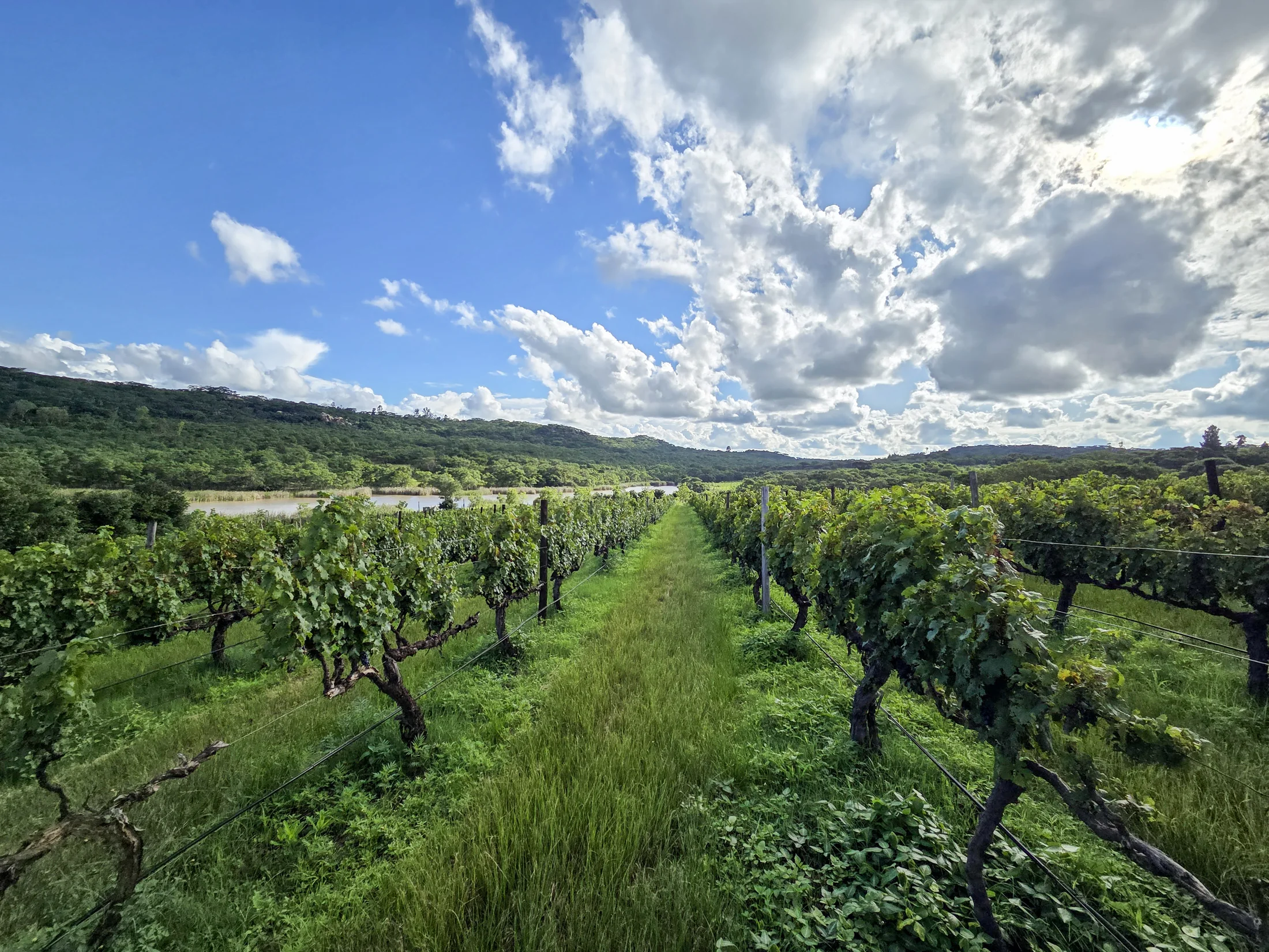 Bushman Rock vineyard across the valley