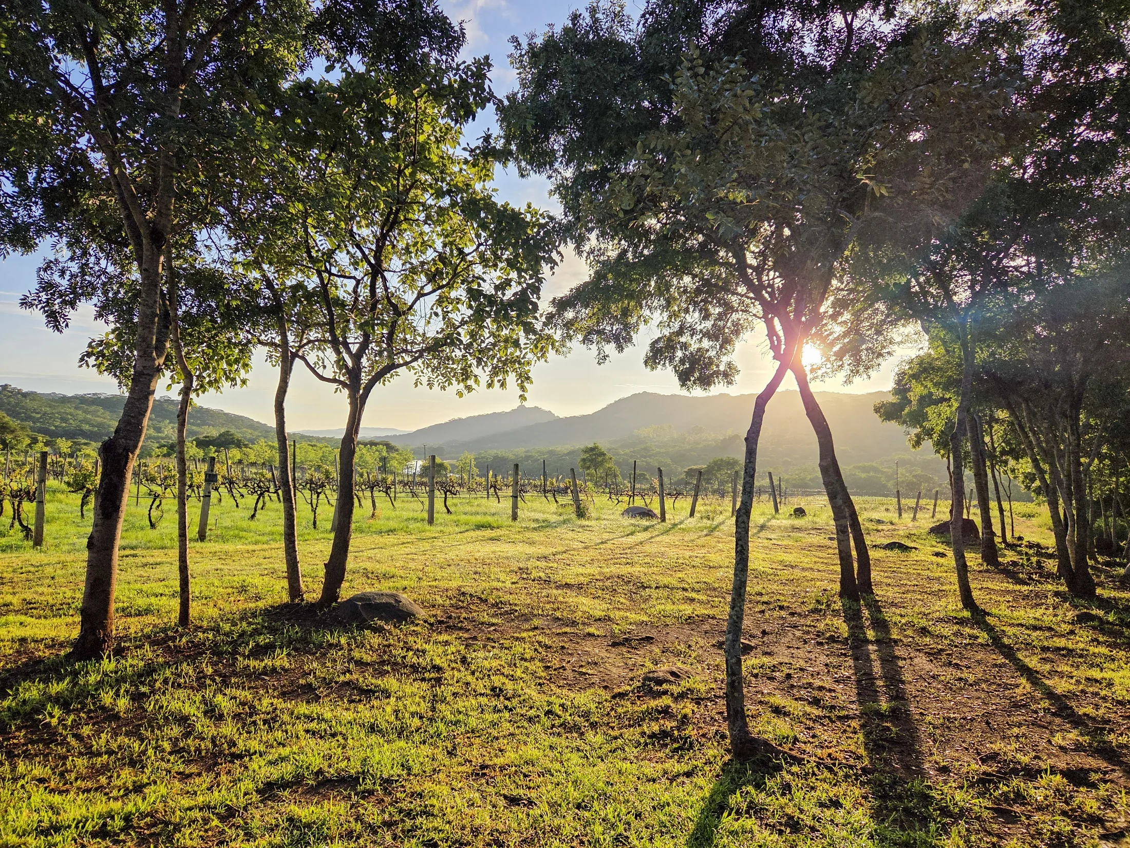 Bushman Rock vineyard at first light