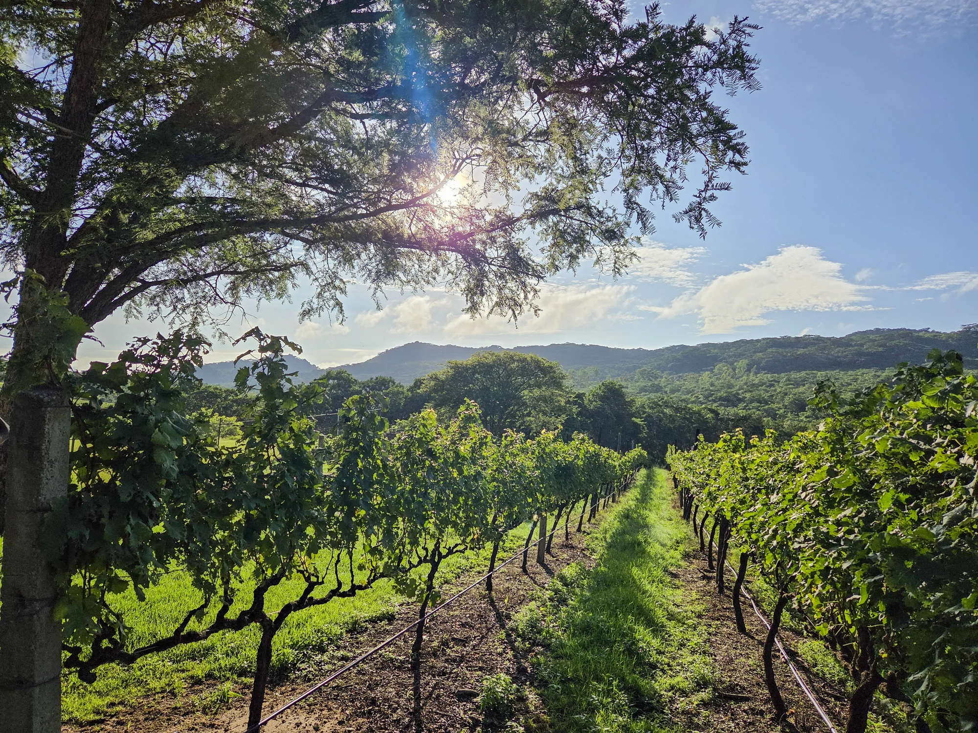 Vineyard & cultivated land